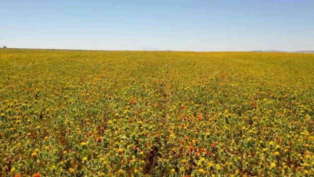 Büyükşehir'den buğday ve nohutun ardından aspir hasadı