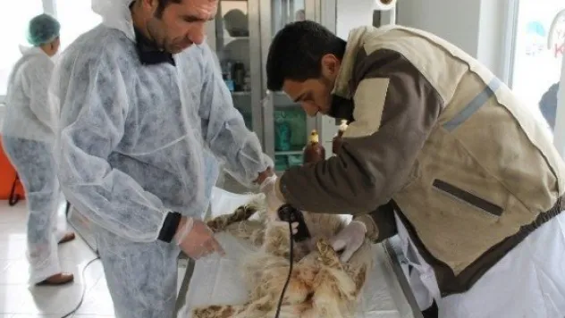 Büyükşehir'den Kısırlaştırma Çalışması 