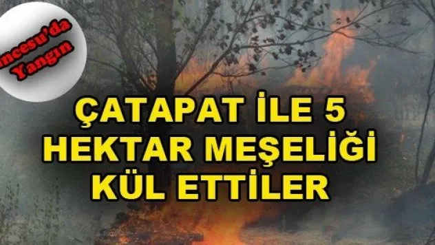 Çatapat ile Oynayan Çocuklar Meşeliği yaktı