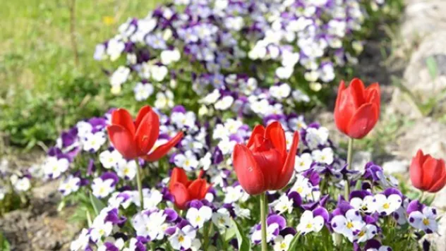 'Çiçeğimiz Seramızdan&quot projesi