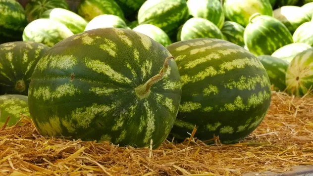 'Çoğu çiftçi karpuzu tarlada bıraktı'