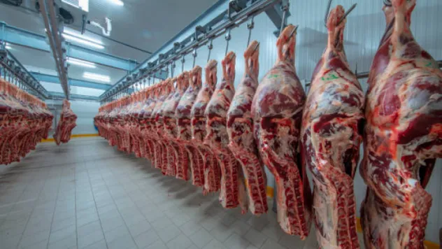 Dana ve kuzu karkas alım fiyatı arttı
