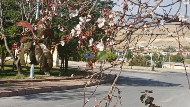 Doğa yine şaşırttı: Erkilet'te erik ağacı çiçek açtı