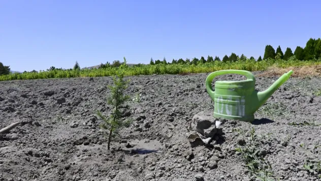 Doğru fidan dikimi nasıl yapılmalı?