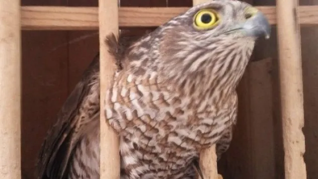 Donmak Üzereyken Bulunan Atmaca Tedavi Edildi 