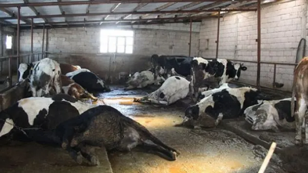 Elektrik kaçağı 14 büyükbaş hayvanı telef etti