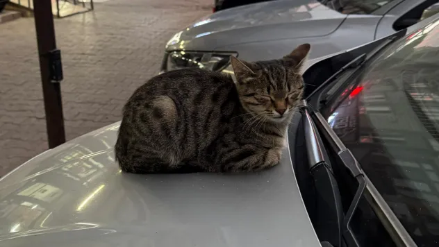 Evcil hayvanlarda ruhsal tehlike: Depresyona girebilirler