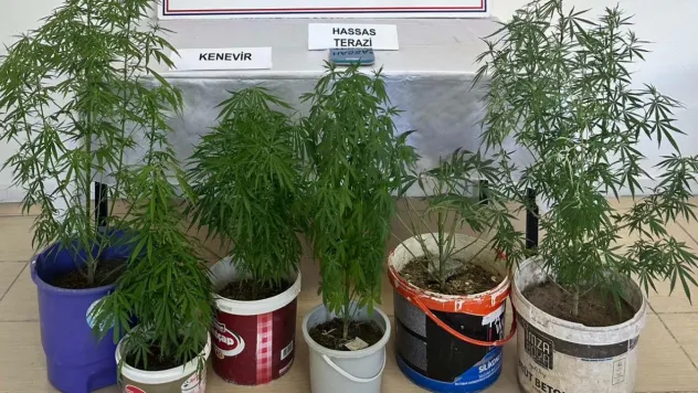 Evinde kenevir yetiştiren şüpheliye jandarmadan gözaltı