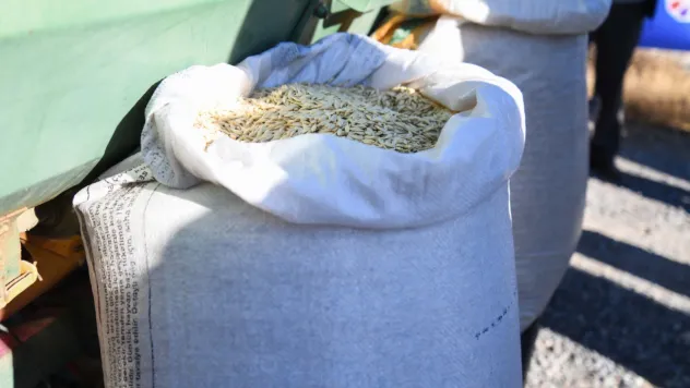 Gacer buğdayı: Sağlıklı beslenmenin yeni yıldızı