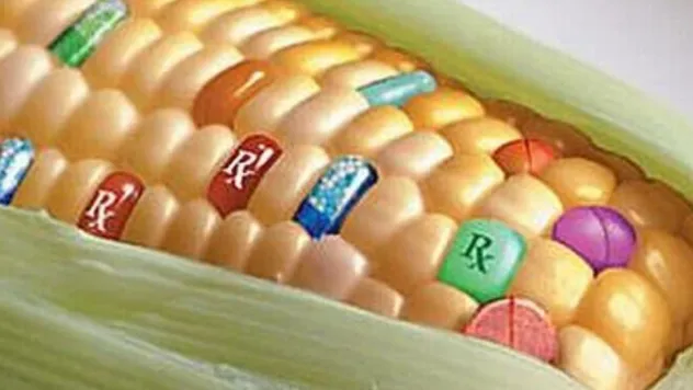 'GDO'lu ürün tüketilmemeli'