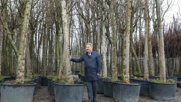 Geleceğe miras dev çınarlar toprakla buluşacak