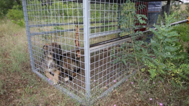 Hacılar'da Hayvan Güvenliği ve Kamu Düzeni İle İlgili Önemli Uygulamalar