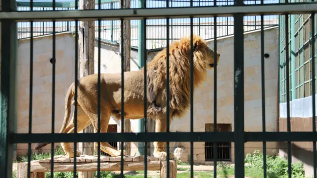 Hayvanat Bahçesi 4 Ekim'de Ücretsiz Ziyarete Açılıyor