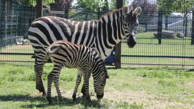 Hayvanat Bahçesi'nin yeni yavrusu zebra yoğun ilgi gördü