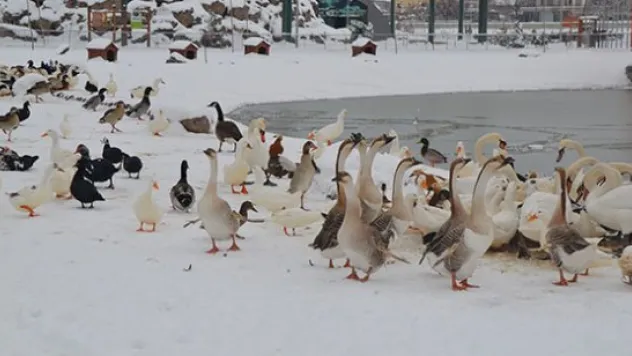 Hayvanat bahçesinde soğuktan üşüyen hayvanlara ısıtmalı çözüm