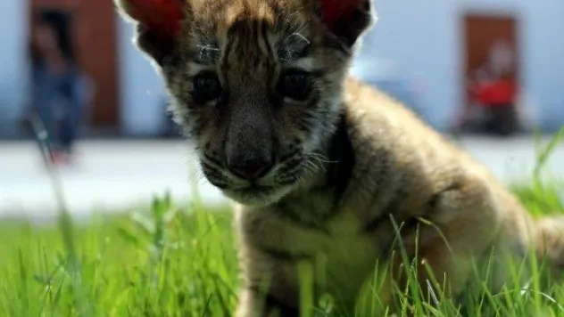Hayvanat Bahçesinde 'yavru' Heyecanı