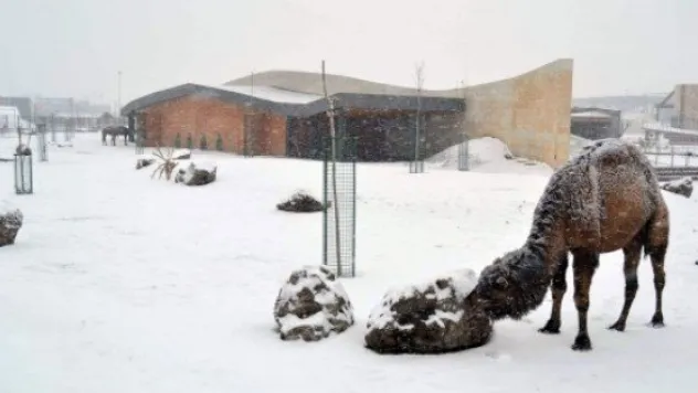 Hayvanların Soğukla İmtihanı 