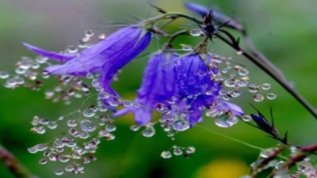 İlk cemre 19-20 şubat'ta havaya düşecek