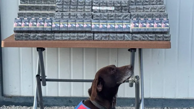 Jandarma bin 426 paket bandrolsüz sigara ele geçirdi