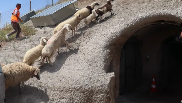 Kaçak Koyun Ve Kuzular İçin Eve Dönüş Vakti
