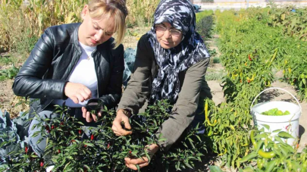 Kadınlar topraktan sofraya üretim yapıyor