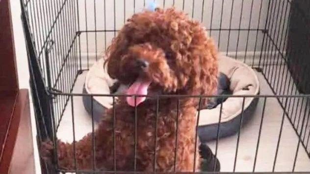 Kayıp köpeğini bulana 50 bin lira ödül verecek