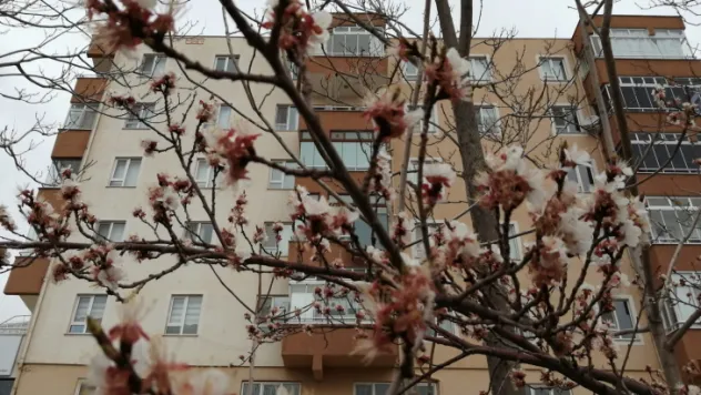 Kayısı diyarı Yeşilhisar'a kar sürprizi