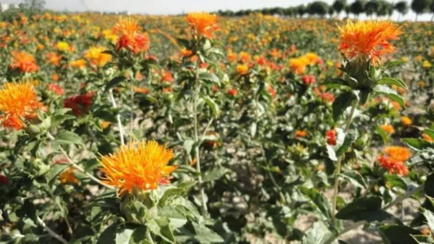 Kayseri, bu bitkinin üretiminde Türkiye lideri