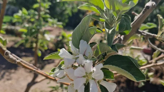 Kayseri'de doğa şaşırttı: Elma ağaçları ağustos ortasında yeniden çiçek açtı