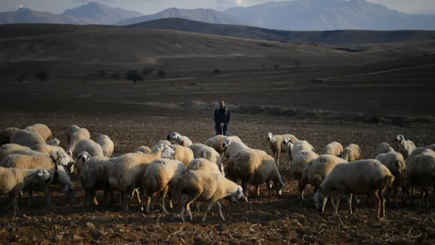 Kayseri'de Kırsal Kalkınma: 'Koyunlar Artıyor, Meralar Şenleniyor' Projesi