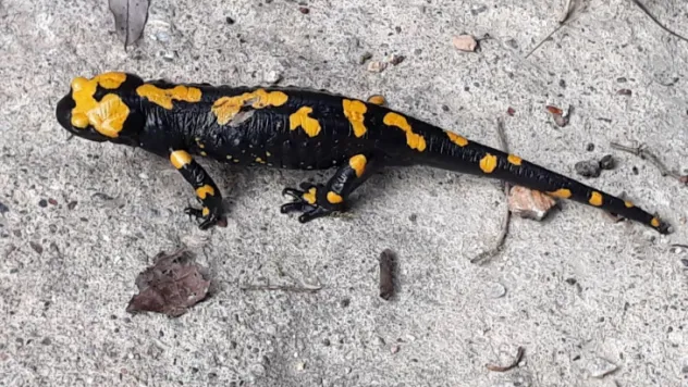 Kayseri'de nesli tükenmekte olan Türk semenderi görüntülendi