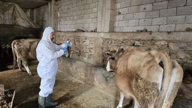 Kayseri'de şap alarmı! Besiciler teyakkuzda