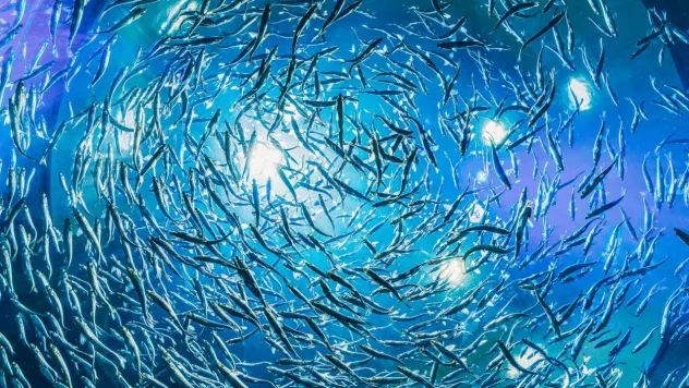 Kayseri'de Tozlu Göleti kıyısında balık ölümleri görüldü