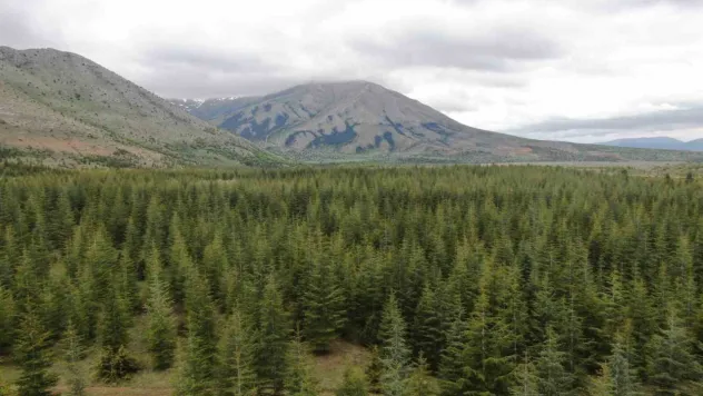Kayseri'nin Belgrad'ı Berçin Ormanları