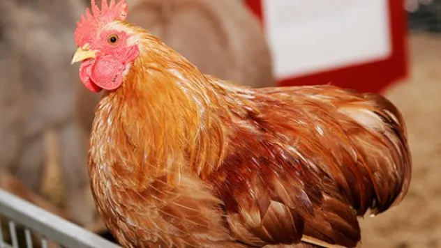 Kayseri'de yaklaşık 470 bin tavuk itlaf edildi