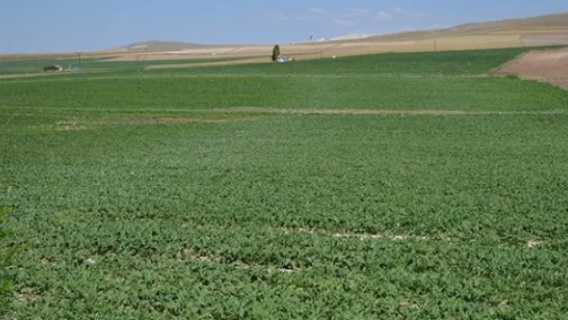 Kayseri Şeker toprak yılında toprağı koruma seferberliği başlattı