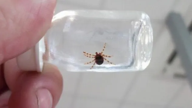 Kayseri'de Bir Kişi Keneden Öldü