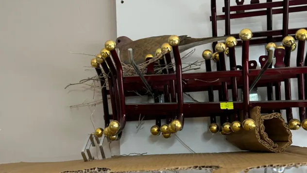 Kayserili esnaf yuva yapan kuş için raftaki ürünleri satmıyor