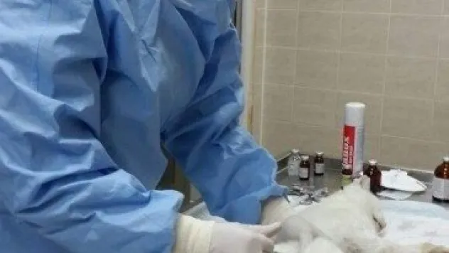 Kedi Evinde Kısırlaştırma Ve İç Parazit Uygulaması Devam Ediyor 