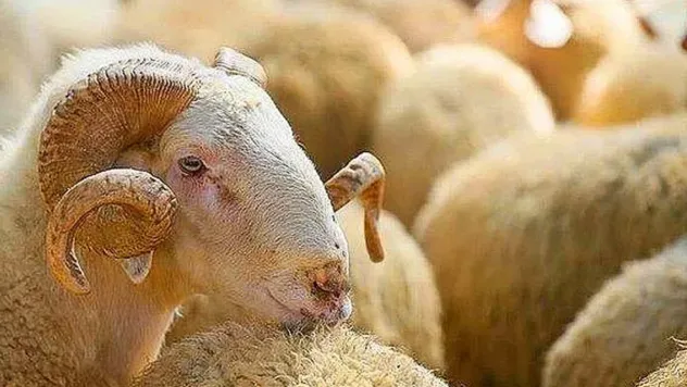 Kimler kurban kesmekle yükümlüdür?