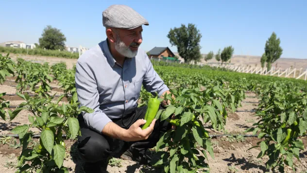 Kocasinan Belediyesi'nden Ücretsiz Kapya Biberi Tohumu
