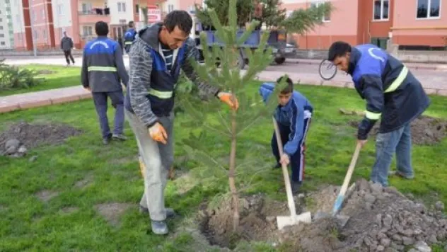 Kocasinan 9 Bin Ağaç Dikti