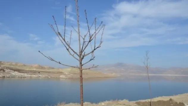 Kocasinan, Sahil Yolunu Ağaçlandırıyor 