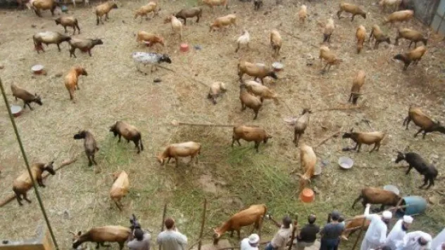 Kontrolsüz Kesimi Yapılan 6 Sığır Gövdesi İle 37 Koyun Gövdesi İmha Edildi 