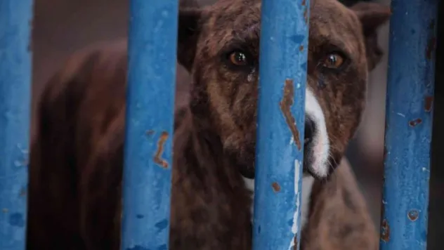 Köpek barınağı yasaklı ırk köpeklerle doldu