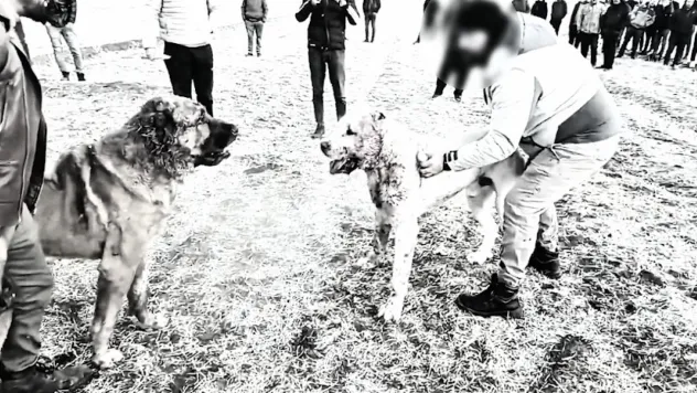 Köpek boğuşturan 8 kişi gözaltına alındı