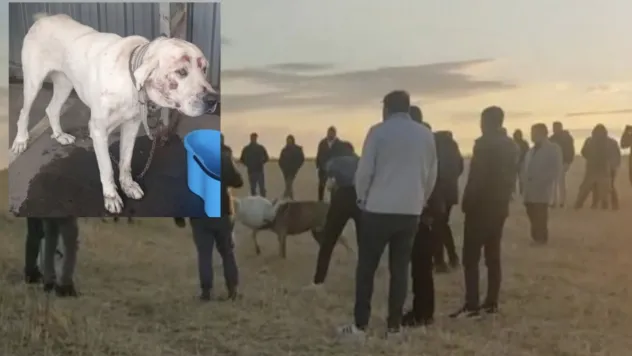 Köpek dövüştüren 13 şahsa toplam 120 bin TL cezai işlem