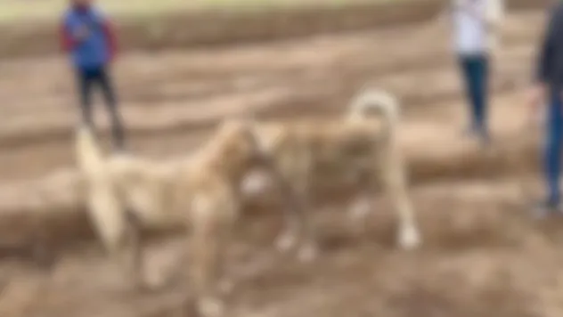 Köpek dövüşü sanal devriyede tespit edildi: 2 kişi yakalandı