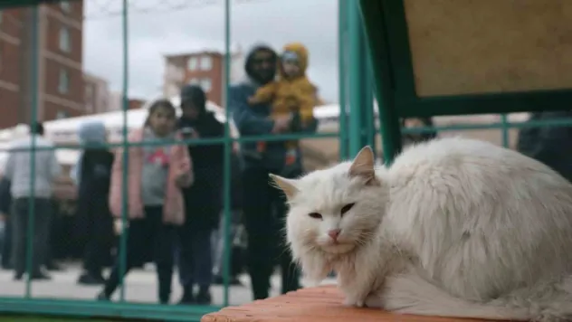 Küçük Dostlar Kedi Kasabası Açıldı