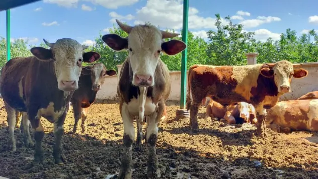 Kurban pazarları 25 Haziran'da açılacak Fiyatlar el yakıyor!